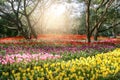 In the morning, tulips are planted along the beautiful garden. Royalty Free Stock Photo