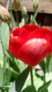 Morning tulips vibrate red