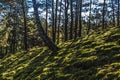 Morning in ukrainian forest near Kiev, Ukraine