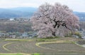 Morning view of beautiful Wanitsuka Sakura cherry tree standing alone in the rural area of Nirasaki City