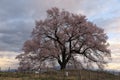 Morning view of beautiful Wanitsuka Sakura cherry tree standing alone in the rural area of Nirasaki City with village in the b