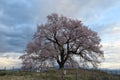 Morning view of beautiful Wanitsuka Sakura cherry tree standing alone in the rural area of Nirasaki City with village in the b