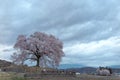 Morning view of beautiful Wanitsuka Sakura cherry tree standing alone in the rural area of Nirasaki City with village