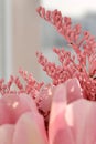 Bouquet of beautiful pink tulips in early spring as a postcard or picture with nice flowers Royalty Free Stock Photo