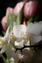 Bouquet of beautiful white  orchids in early spring as a postcard or picture with nice flowers Royalty Free Stock Photo