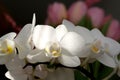 Bouquet of beautiful white  orchids in early spring as a postcard or picture with nice flowers Royalty Free Stock Photo