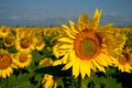 Morning view of a close-up of a blooming sunflower, against the background of a yellow field and a blue sky. Royalty Free Stock Photo