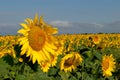 Morning view of a close-up of a blooming sunflower, against the background of a yellow field and a blue sky. Royalty Free Stock Photo