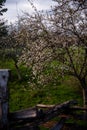 Dogwood Tree - Cumberland Gap National Historical Park - Kentucky Royalty Free Stock Photo