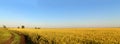 Morning view of the endless rye field and the unpaved dirt road.