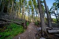 Morning view of the forest and trail for the Avalanche Lake hike in Glacier National Park