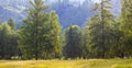 Morning view, lawn, forest and hillside, summer