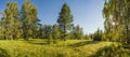 Morning view, lawn, forest, the sun shines through the branches