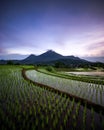 Morning view at rice field terrace Royalty Free Stock Photo
