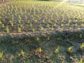 The morning view of the rice fields with rice plants and coconut trees as a complement