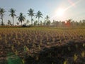 The morning view of the rice fields with rice plants and coconut trees as a complement