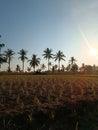 The morning view of the rice fields with rice plants and coconut trees as a complement