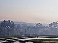 Morning view the ricefield in Central Java Royalty Free Stock Photo