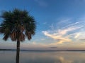 Morning view of river with palm tree in foreground