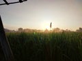 Morning view with sunrise, expanse of rice plants, and clear sky in the rice fields. Royalty Free Stock Photo