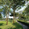 Morning view tree shadow & kid