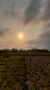 morning view of the village rice fields