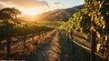 morning vineyard landscape, rows of grapevines, sunrise over vines