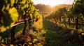 morning vineyard landscape, rows of grapevines, sunrise over vines