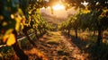 morning vineyard landscape, rows of grapevines, sunrise over vines Royalty Free Stock Photo