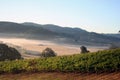 Morning Vineyards