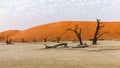 Morning visit of Deadvlei with its multicentenary trees acacias that have dried on site