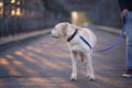 Morning walk with dog on leash Royalty Free Stock Photo