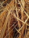 Morning walk found beautiful straw grass in the garden