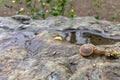 Snail &morning walk