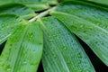Morning water dew drops on the green bamboo leaf. water raindrop on bamboo leaves in the forest in the rain season. nature Royalty Free Stock Photo