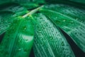 Morning water dew drops on the green bamboo leaf. water raindrop on bamboo leaves in the forest in the rain season. nature Royalty Free Stock Photo