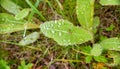 Morning water droplets on green summer leaves Royalty Free Stock Photo