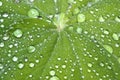 Morning Water Droplets Royalty Free Stock Photo