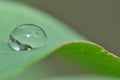 Morning water droplets Royalty Free Stock Photo