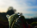 Morning water droplets on a leaf, wildlife vibes Royalty Free Stock Photo