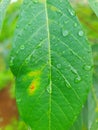 The morning water drops in the casava leafe Royalty Free Stock Photo