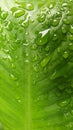 Morning Waterdrops on Green Smooth Plant Leaf