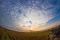 Morning wild view in cornfield full of nature