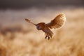 Morning Wildlife - owl from United Kingdom. Hunting Barn Owl, wild bird in morning nice light. Beautiful animal in the nature Royalty Free Stock Photo