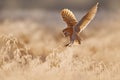 Morning Wildlife - owl from United Kingdom. Hunting Barn Owl, wild bird in morning nice light. Beautiful animal in the nature Royalty Free Stock Photo