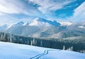 Morning winter calm mountain landscape with ski track and coniferous forest on slope Goverla view - the highest mount in Royalty Free Stock Photo