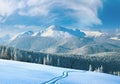 Morning winter calm mountain landscape with ski track and coniferous forest on slope Goverla view - the highest mount in Royalty Free Stock Photo