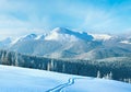 Morning winter calm mountain landscape with ski track and coniferous forest on slope Goverla view - the highest mount in Royalty Free Stock Photo