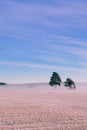 Morning winter landscape. Snow trees and frosty fog on the field. Royalty Free Stock Photo