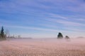 Morning winter landscape. Snow trees and frosty fog on the field. Royalty Free Stock Photo